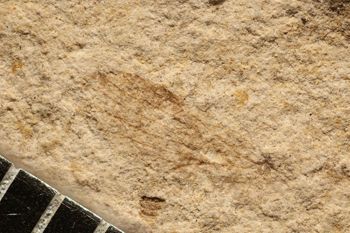 Media type: image;   Entomology PALE-12494